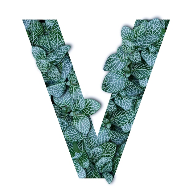 Фото Концепция природы алфавит из зеленых листьев в алфавитном письме v формы