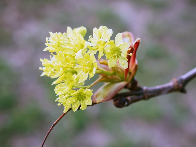 Nature concept. Lyric twig cornelian cherry with yellow flowers on grey blurred background. Macro view of Cornus mas blossom. European cornel or dogwood in early spring. Copy space. Soft focus.