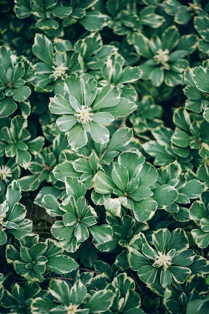 Nature concept. Top view. Green leaves close-up. Tropical leaf.