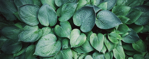 Nature concept. Top view. Green leaves texture. 