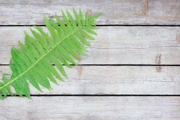 Concetto di natura su uno sfondo di legno modello di felce naturale perfetto bellissimo sfondo fatto con giovani foglie di felce verde