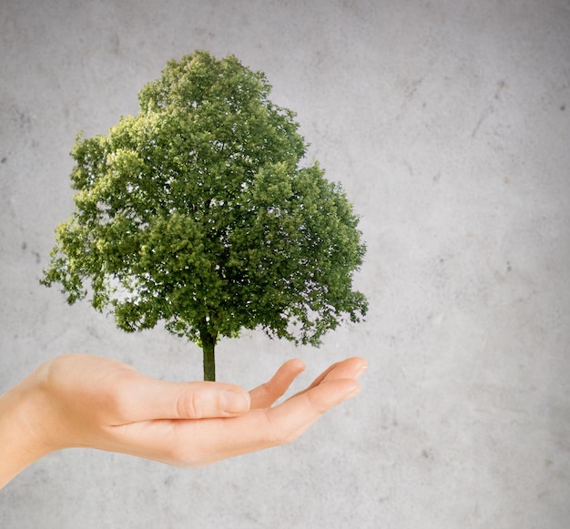 자연, 보존, 환경, 생태 및 사람 개념 - 회색 콘크리트 배경 위에 녹색 오크 나무를 들고 손