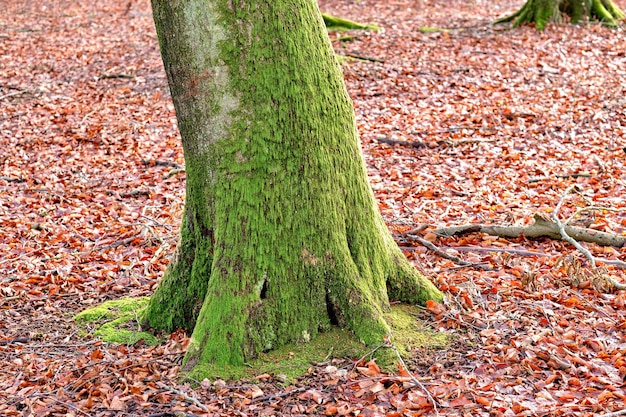 Nature copy space of tree trunk in autumn covered with moss for background or wallpaper Empty and quiet fall landscape of one mossy timber in rural woodland with brown dead leaves on the ground