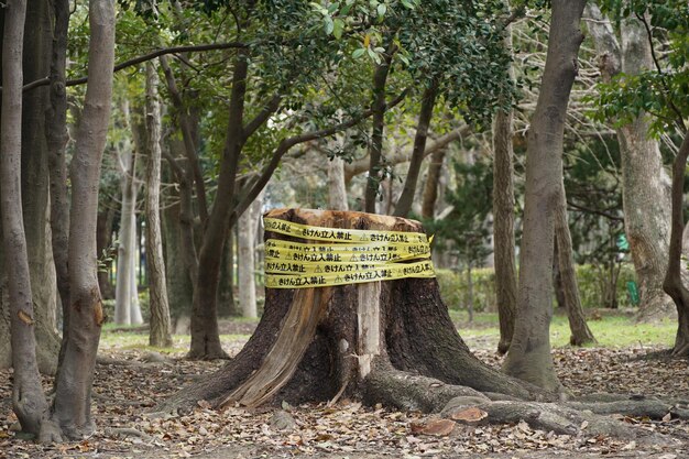 Foto delitto di natura