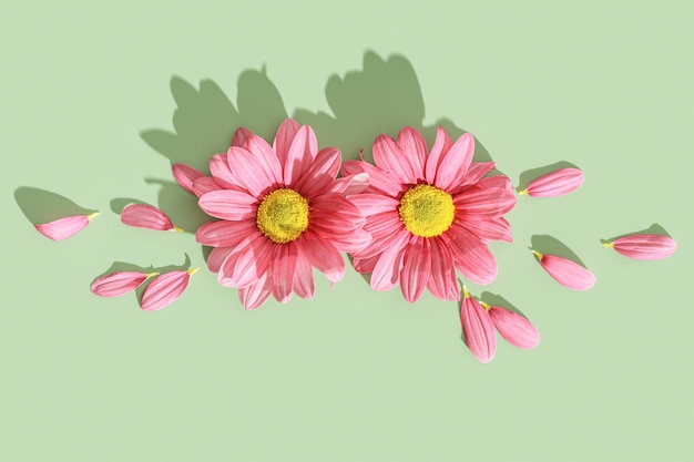 두 개의 분홍색 꽃을 가진 자연 디자인 미니멀 카드, 어두운 그림자 및 여름 또는 봄에 크리에이티브 플래트레이 크리산테무스 데이지 꽃이 꽃을 피우는 빛