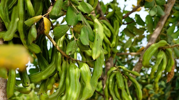 Nature detail beautiful carob natural sweetener tree macro growing flowers on a sunny day with leaves