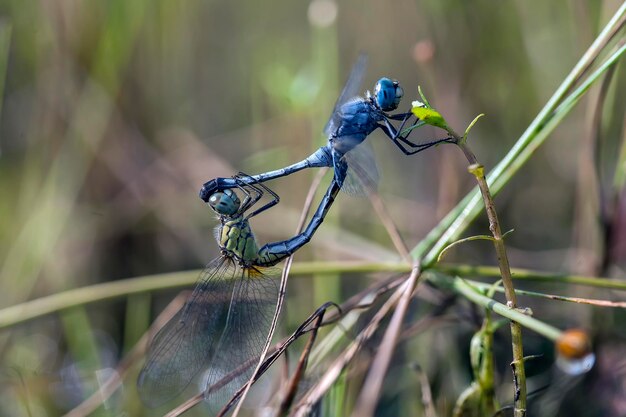 Photo nature dragonfly on wildlife