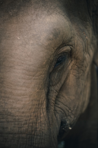 Nature elephant in the forest of Thailand 