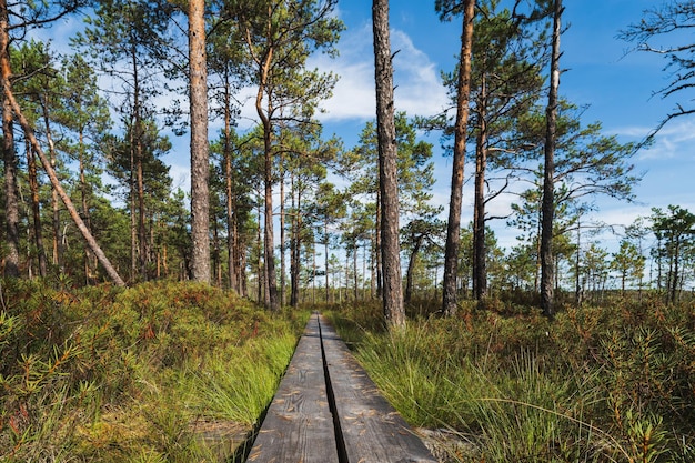 The nature of Estonia a wooden path for travelers through the forest and Seli swamp