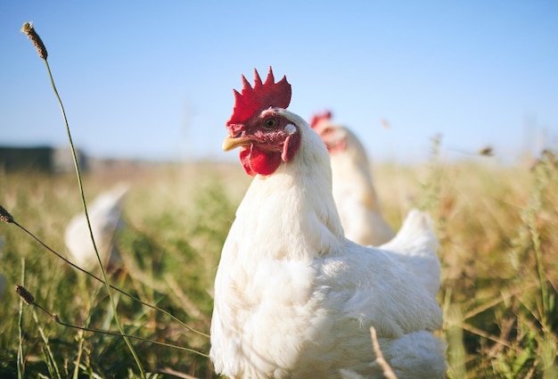 Nature farming and chickens in field with blue sky in green countryside free range agriculture and sunshine Poultry farm sustainability and freedom birds in grass and animals with natural growth