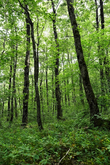 Foto natura flora fauna fiori edifici sullo sfondo della città