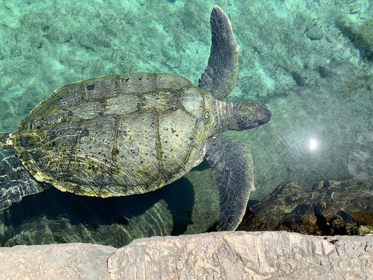 Photo 自然、植物、動物、花、建物、都市、背景