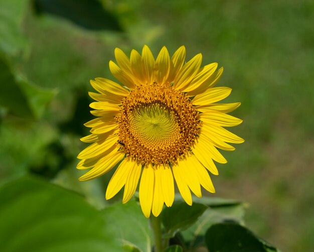 自然、花、背景、太陽の花のクローズアップ。