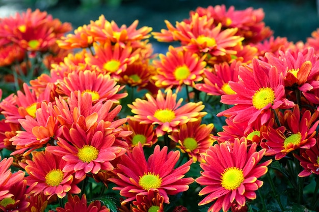 自然の花の背景、春に花が咲く赤いデイジーの花