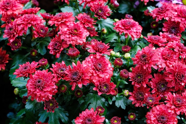 自然の花の背景