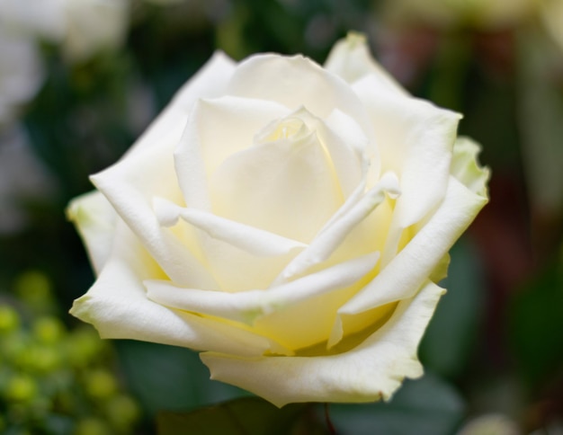 Nature flower and closeup of a white rose in a garden for a spring bouquet in a green environment Sustainable petals and zoom of a natural floral plant in a bush for gardening or outdoor botanical