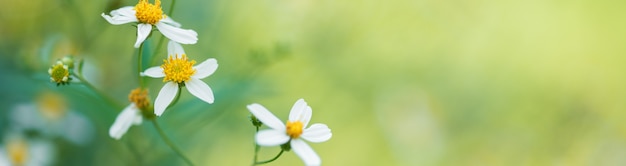 Nature of flower using as spring summer cover page background