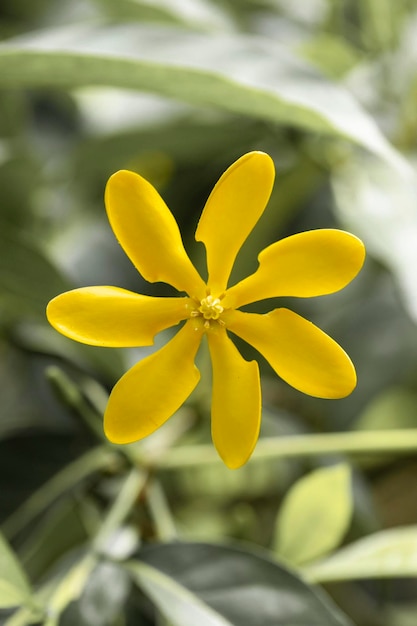 Foto serie di fiori della natura