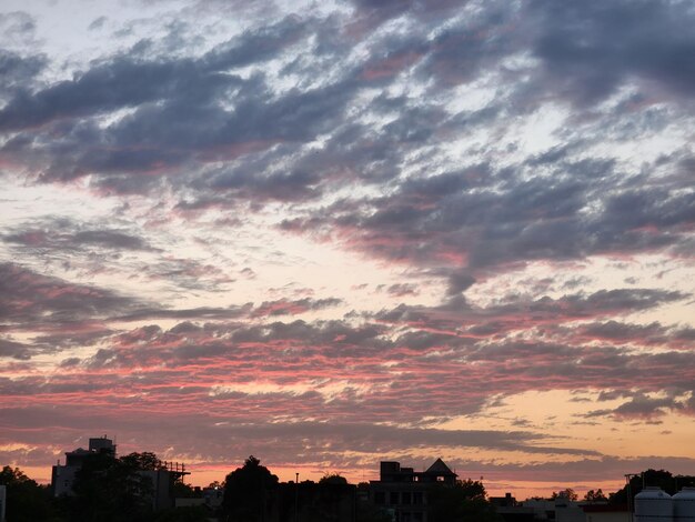 Photo nature flowers sky with clouds