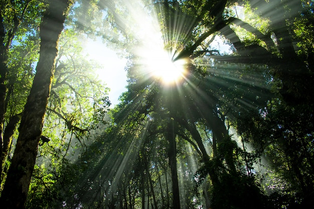 Foto natura della foresta e luce al mattino