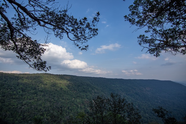 Nature and forest