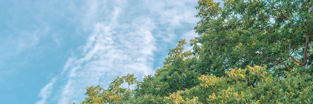 Nature frame deciduous tree top crown plant grow green leaves\
foliage blue sky cloud sun background