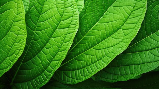 Nature garden leaves background