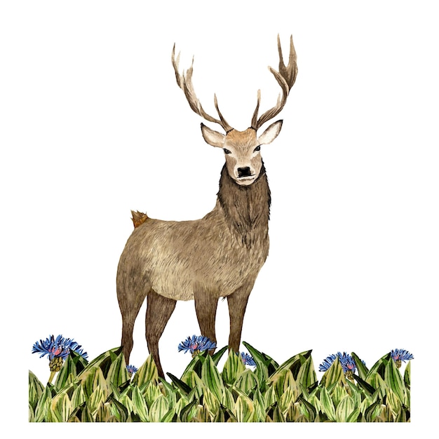 Nature grass green deer flower blue sketch. A watercolor illustration. Hand drawn texture and isolat