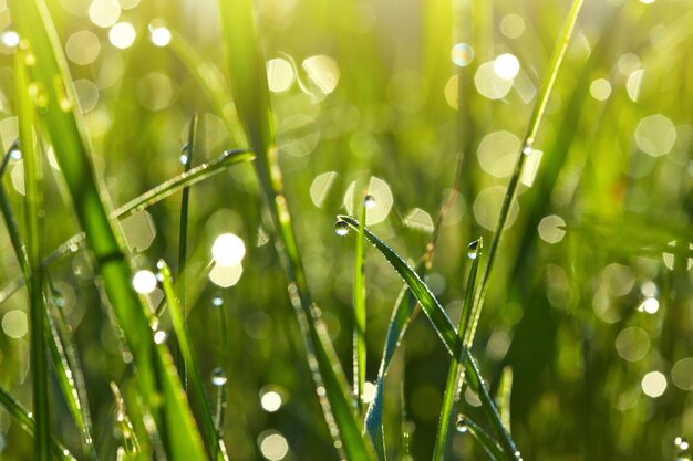 Nature grass texture of close up views