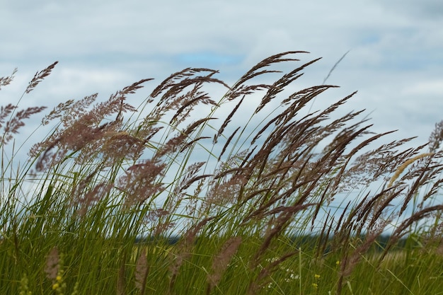 Nature grass texture of close up views