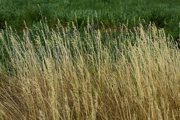 Foto texture di erba naturale di viste ravvicinate