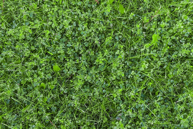 Nature grass texture