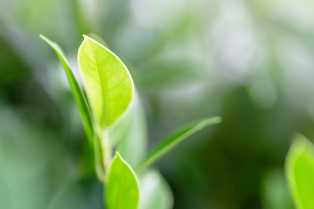 自然の緑の背景庭の緑の葉壁紙の背景のための自然の葉の植物