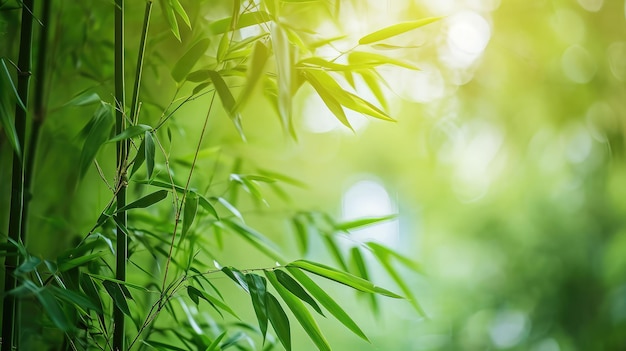 Nature of green bamboo tree in forest using as background bamboo leaves