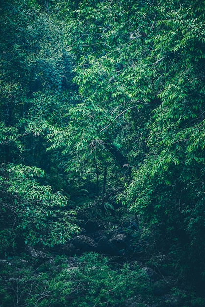 Природа зеленого леса, тропический лес в зеленом фильтре