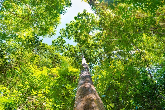 Nature green forest with big trees