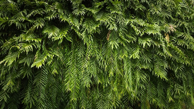 Природа зеленый лист фон и текстурированные, красивые листья папоротника фон панорама
