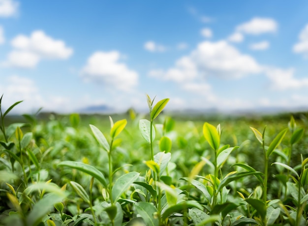 Natura della foglia verde nel bellissimo giardino foglie verdi naturali piante sfondo copertina ambiente ecologia o concetto di carta da parati verde