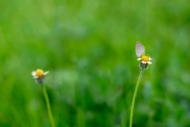 Nature and green leaf blur background, close up flower