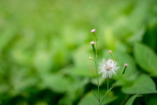 Nature and green leaf blur background, close up flower,