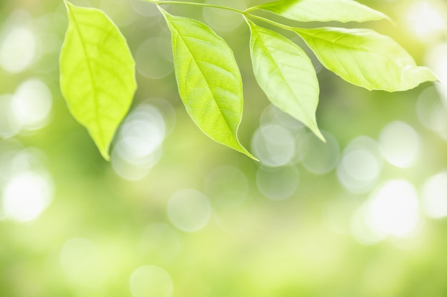 Nature green leaf on blurred greenery background with bokeh and copy space.