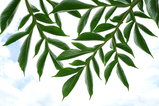 Nature green leaf and branches in clouds blue sky background.