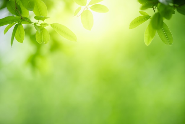 夏の庭の緑の葉の性質。春の背景として使用する自然緑の葉植物緑の環境生態壁紙