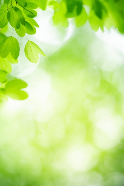 Foto natura della foglia verde in giardino in estate. piante di foglie verdi naturali che utilizzano come sfondo primaverile pagina di copertina verde ambiente ecologia carta da parati