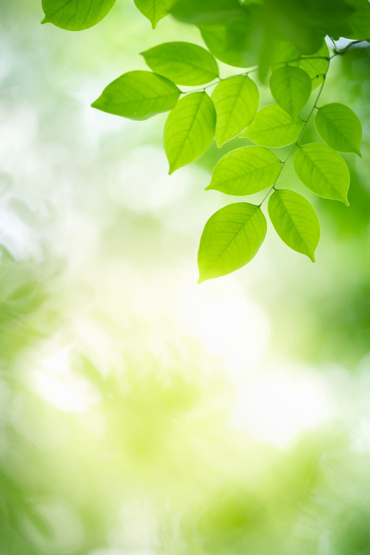 Photo nature of green leaf in garden at summer. natural green leaves plants using as spring background cover page greenery environment ecology wallpaper