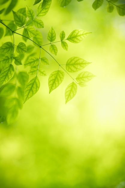 Foto natura della foglia verde in giardino in estate. piante di foglie verdi naturali che utilizzano come sfondo primaverile pagina di copertina verde ambiente ecologia carta da parati