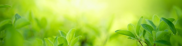 夏の庭の緑の葉の性質。春の背景として使用する自然緑の葉植物緑の環境生態壁紙