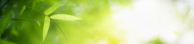 Foto natura della foglia verde in giardino in estate. piante di foglie verdi naturali che utilizzano come sfondo primaverile pagina di copertina verde ambiente ecologia carta da parati