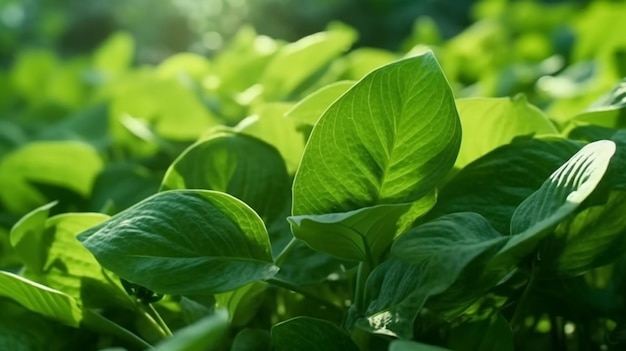 Nature of green leaf in garden at summer natural green leaves plants using as spring background