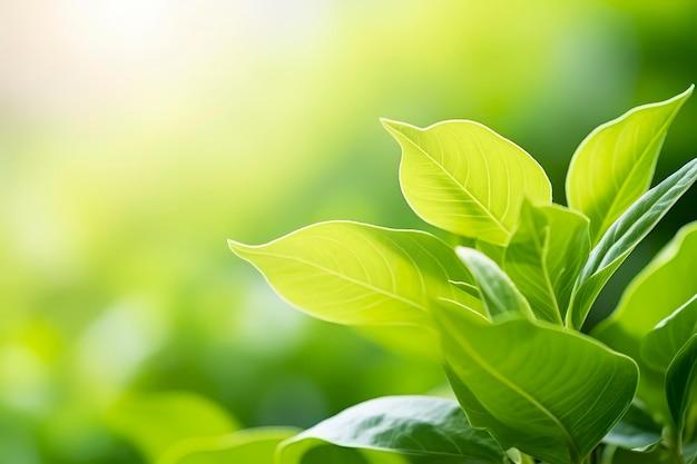 Nature of green leaf in a garden in summer under sunlight Spring background